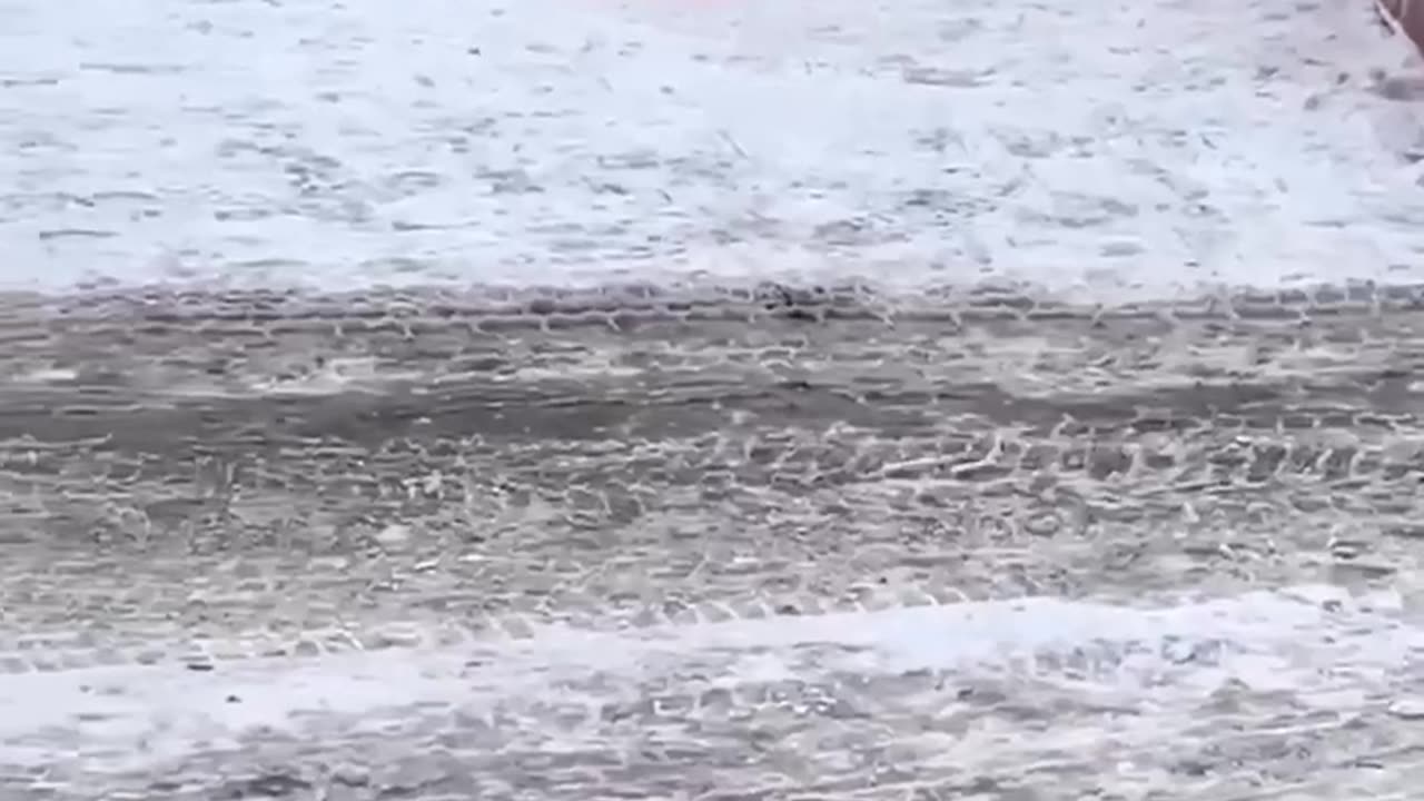 Cat VS Rat