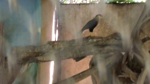 Caracara Feeding @ Puerto Vallarta Zoo (Jalisco, Mexico) 19