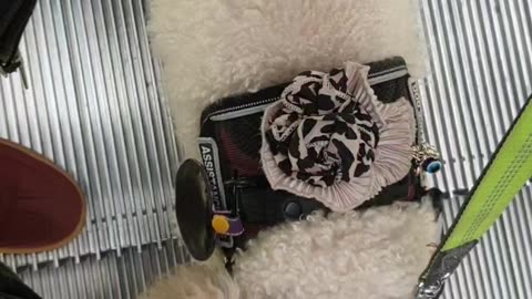 Escalator descending, fast loud movement