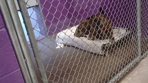 Solovino Panfila Red 4mos 5y Pet Ids 947354 948048 879580 kennel 16 15 HSSAZ shelter769