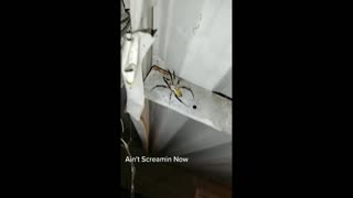 Daddy Goat 24/7 - Out Of Context Memes & Videos