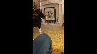 Daddy Goat 24/7 - Out Of Context Memes & Videos