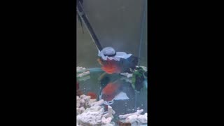 Daddy Goat 24/7 - Out Of Context Memes & Videos