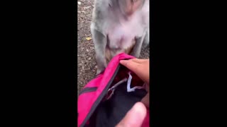 Daddy Goat 24/7 - Out Of Context Memes & Videos