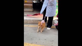 Daddy Goat 24/7 - Out Of Context Memes & Videos