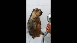 Daddy Goat 24/7 - Out Of Context Memes & Videos