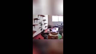 Daddy Goat 24/7 - Out Of Context Memes & Videos