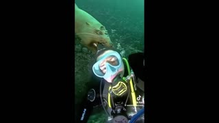 Daddy Goat 24/7 - Out Of Context Memes & Videos