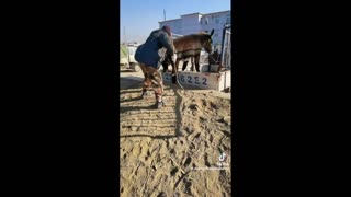 Daddy Goat 24/7 - Out Of Context Memes & Videos