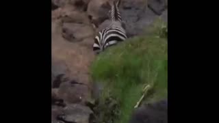 Daddy Goat 24/7 - Out Of Context Memes & Videos