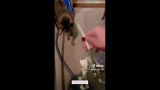 Daddy Goat 24/7 - Out Of Context Memes & Videos