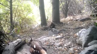 Daddy Goat 24/7 - Out Of Context Memes & Videos