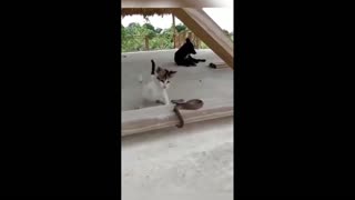 Daddy Goat 24/7 - Out Of Context Memes & Videos