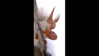 Daddy Goat 24/7 - Out Of Context Memes & Videos