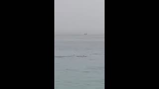 Daddy Goat 24/7 - Out Of Context Memes & Videos