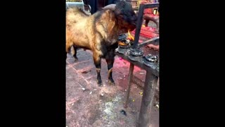 Daddy Goat 24/7 - Out Of Context Memes & Videos