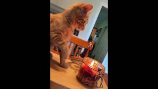 Daddy Goat 24/7 - Out Of Context Memes & Videos