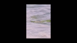 Daddy Goat 24/7 - Out Of Context Memes & Videos