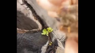 Daddy Goat 24/7 - Out Of Context Memes & Videos