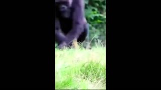 Daddy Goat 24/7 - Out Of Context Memes & Videos