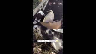 Daddy Goat 24/7 - Out Of Context Memes & Videos