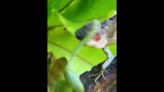 Daddy Goat 24/7 - Out Of Context Memes & Videos