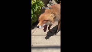 Daddy Goat 24/7 - Out Of Context Memes & Videos