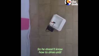 Daddy Goat 24/7 - Out Of Context Memes & Videos