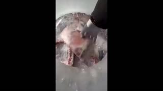 Daddy Goat 24/7 - Out Of Context Memes & Videos