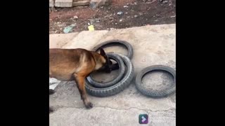 Daddy Goat 24/7 - Out Of Context Memes & Videos
