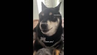 Daddy Goat 24/7 - Out Of Context Memes & Videos