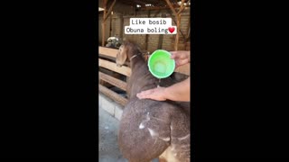 Daddy Goat 24/7 - Out Of Context Memes & Videos