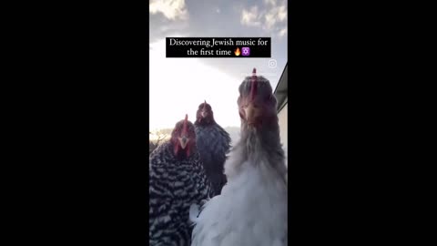 Daddy Goat 24/7 - Out Of Context Memes & Videos