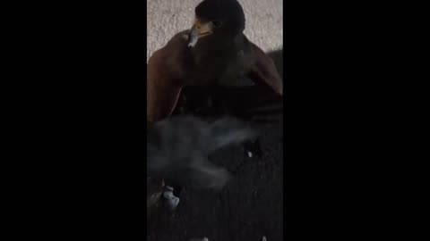 Daddy Goat 24/7 - Out Of Context Memes & Videos