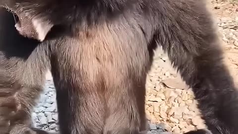 Hilarious Monkey Funny Short Video | Cute Monkey Moments