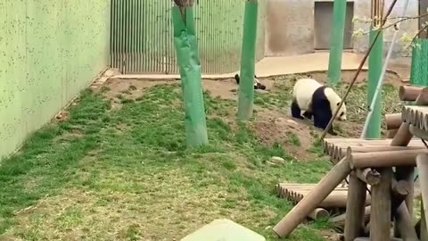 Cute panda's