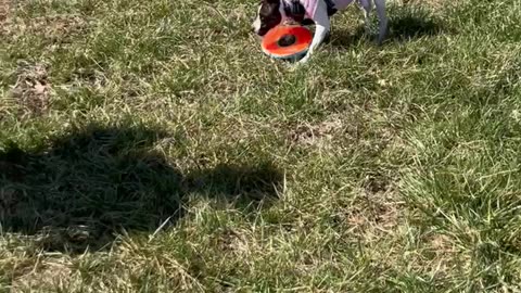 Chuckit Zipflight Flying Disc Princess