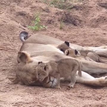 The way the baby lion came to lay near her mom.. 😊