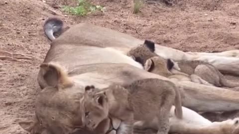 The way the baby lion came to lay near her mom.. 😊