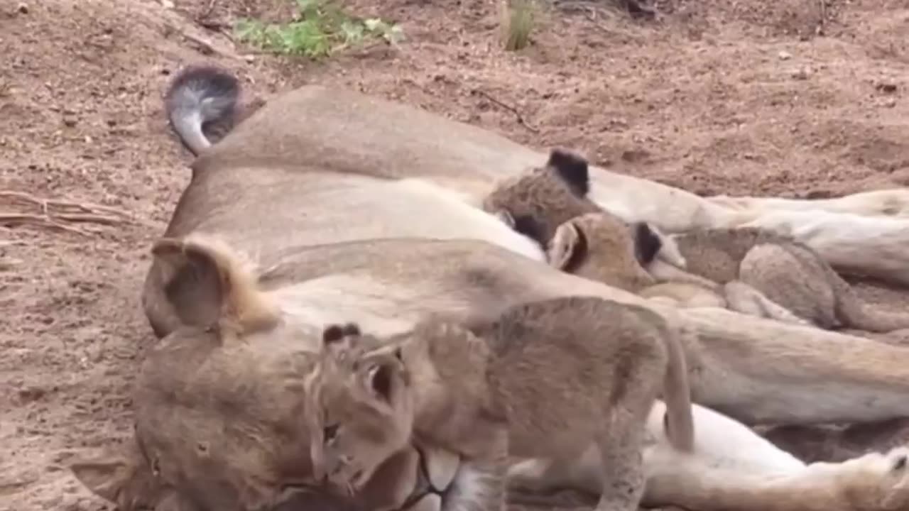 The way the baby lion came to lay near her mom.. 😊
