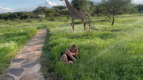 Woman Falls In Grass Near Giraffes