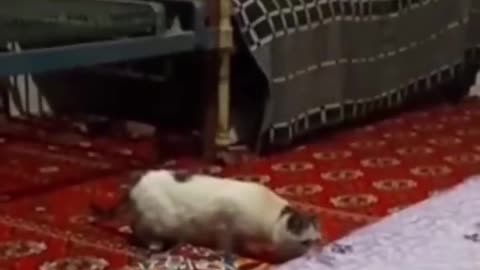 Funny animal videos