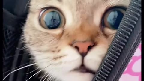 cute kitten