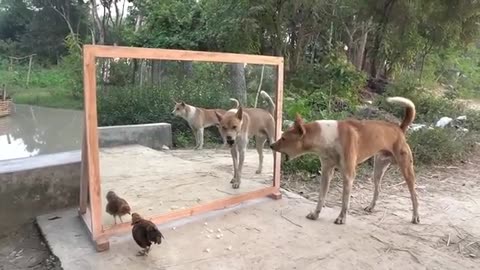 Dog funny videos