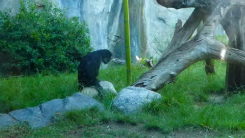 Female bonobo comes up to bnkywuv creature asks for grooming...but...THE GLASS IS IN THE WAY!!