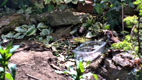 Can the Blackbird Take All the Worms?