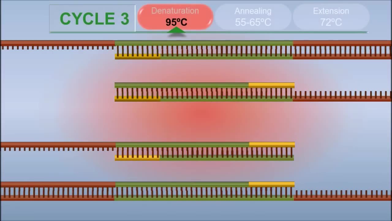 PCR_-_Polymerase_Chain_Reaction__IQOG-CSIC_(720p)