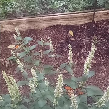 Butterfly Sanctuary - Indiana State Fair 2025
