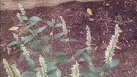 Butterfly Sanctuary - Indiana State Fair 2025