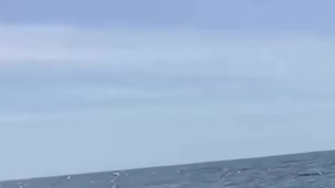 Off the coast of Portugal, orcas sank a tourist yacht